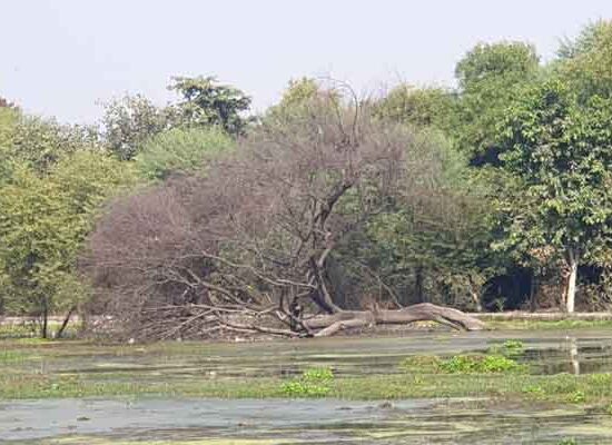 फरीदाबाद के सेक्टर-21बी के करीब दो एकड़ में बने विवेकानंद पार्क में करीब दस साल से गंदगी और अव्यवस्था का आलम बना हुआ है