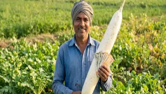 फरीदाबाद में हाइब्रिड बीज से उगी बड़ी मूली के मामले में किसान को 50 हजार रुपये मुआवजा देने का आदेश।
