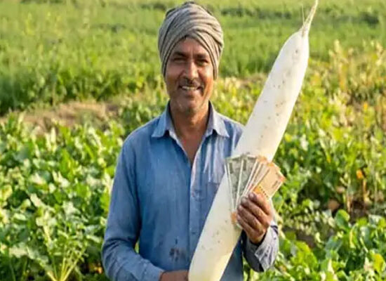 फरीदाबाद में हाइब्रिड बीज से उगी बड़ी मूली के मामले में किसान को 50 हजार रुपये मुआवजा देने का आदेश।